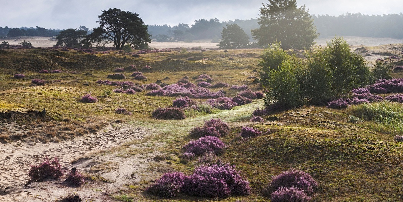 De Veluwe voor Avonturiers: Buitensporten en Activiteiten